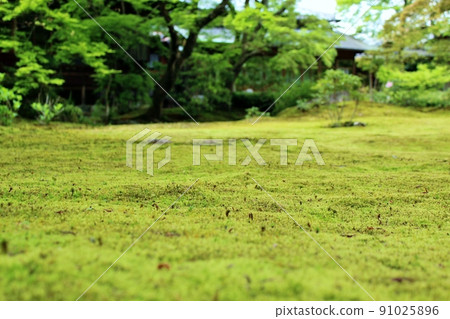 A famous place for blue maple, Hogonin Garden in summer 91025896