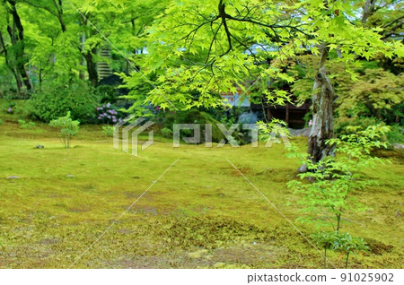 A famous place for blue maple, Hogonin Garden in summer A famous place for blue maple, Hogonin Garden in summer 91025902