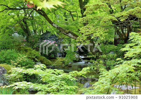 A famous place for blue maple, Hogonin Garden in summer A famous place for blue maple, Hogonin Garden in summer 91025908