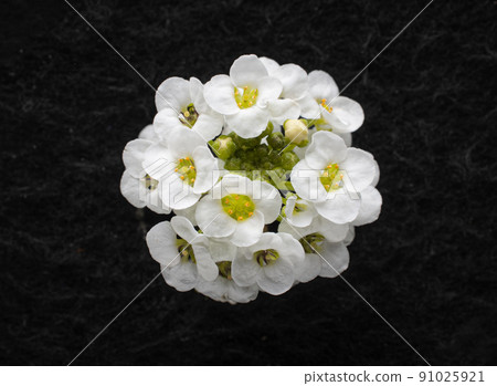 One flower on a black background. Closeup. Nature. 91025921