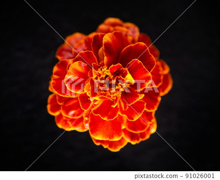 One flower on black background. For design. Nature. One flower on black background. For design. Nature. 91026001