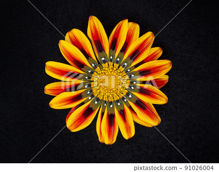 Top view of a flower on black background. Studio shot. 91026004