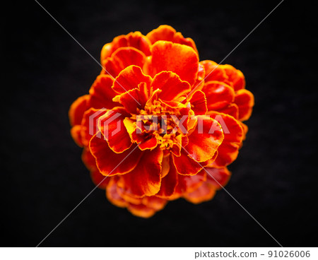 Studio shot of flower on a black background. Macro shoot. 91026006