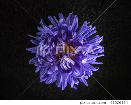 Studio shot of flower on black background. View above. Studio shot of flower on black background. View above. 91026114