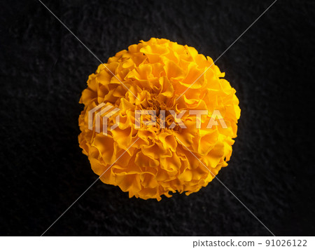 Top view of a flower on a black background. View above. 91026122