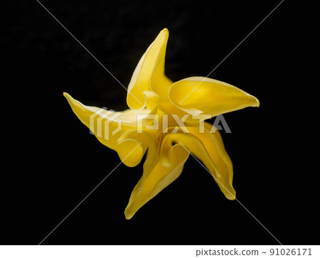 Studio shot of flower on black background. View from above. Studio shot of flower on black background. View from above. 91026171