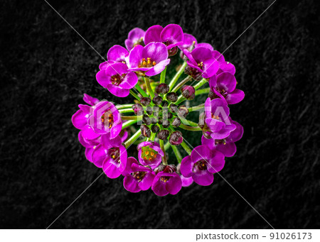 Beautiful flower on black background. On black background. Beautiful flower on black background. On black background. 91026173