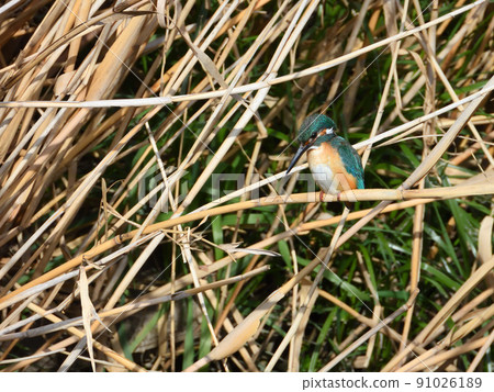 Kingfisher on the riverside. Kingfisher on the riverside. 91026189