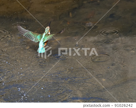 Kingfisher on the riverside. Kingfisher on the riverside. 91026242