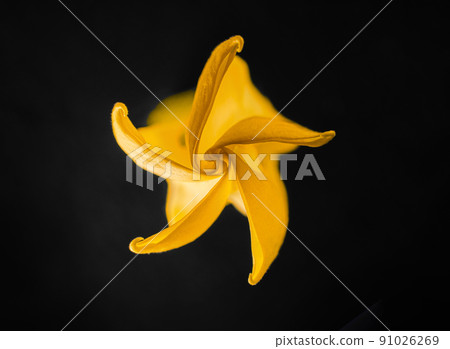 Delicate flower on black background. Macro photo. 91026269