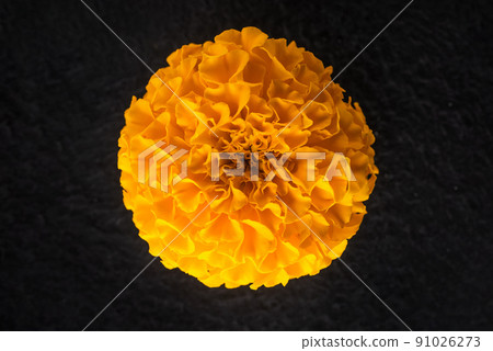 Top view of a flower on black background. View from above. Top view of a flower on black background. View from above. 91026273