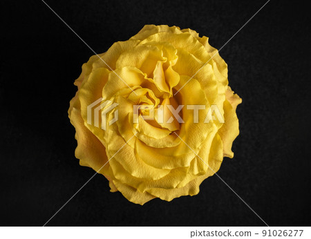 Top view of a flower on a black background. Flat lay, top view. Top view of a flower on a black background. Flat lay, top view. 91026277