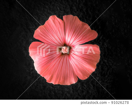 One flower on black background. Selective focus. One flower on black background. Selective focus. 91026278