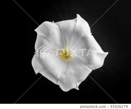 Studio shot of flower on black background. Decorative flowers. Studio shot of flower on black background. Decorative flowers. 91026279