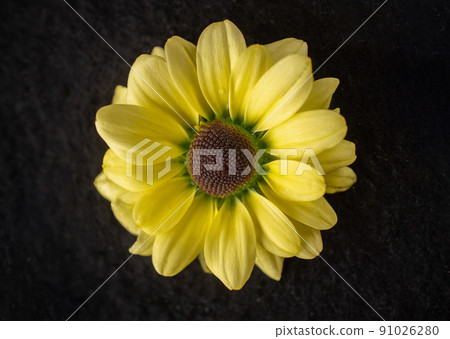 One flower on black background. Close up. One flower on black background. Close up. 91026280