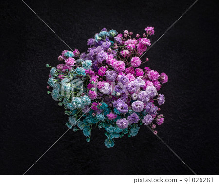 Studio shot of flower on black background. Close up. 91026281