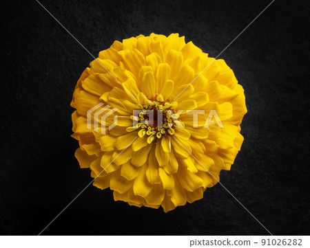 Beautiful flower on black background. Photo from above. Beautiful flower on black background. Photo from above. 91026282