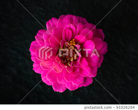 Delicate flower on a black background. Bright and beautiful flower. Delicate flower on a black background. Bright and beautiful flower. 91026284
