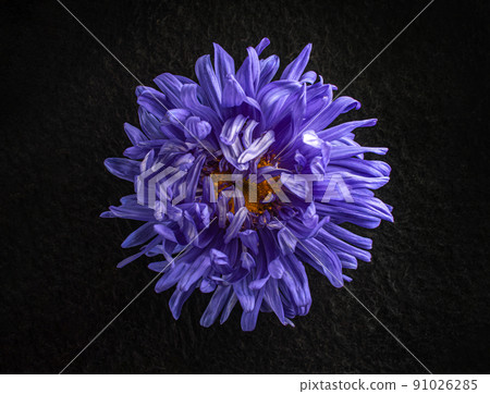 One flower on a black background. Close up. One flower on a black background. Close up. 91026285