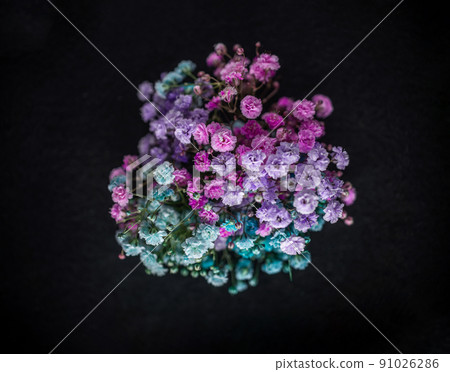 Top view of a flower on a black background. Closeup. Nature. 91026286