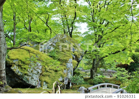 A famous place for blue maple, Hogonin Garden in summer A famous place for blue maple, Hogonin Garden in summer 91026331