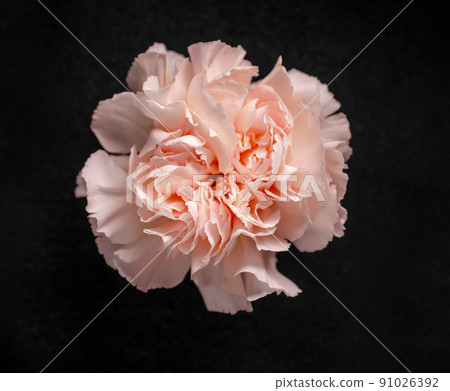 Studio shot of flower on a black background. View from above. Studio shot of flower on a black background. View from above. 91026392