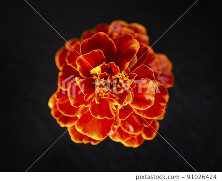 Studio shot of flower on a black background. Close up. 91026424