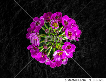 Delicate flower on a black background. Macro photo. 91026426