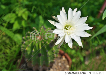 白色仙人掌 (Tangerumaru) 花（夏季，六月） 91026449