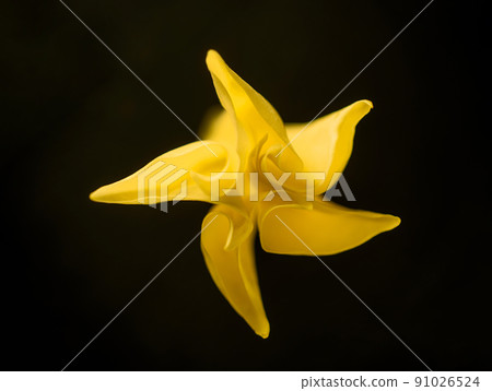 Delicate flower on a black background. On black background. 91026524