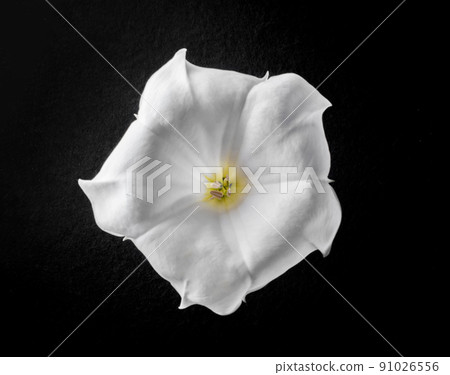 Close-up of flower on black background. View from above. 91026556