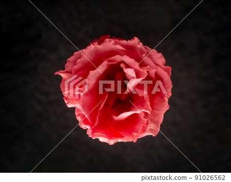 Delicate flower on a black background. Photo from above. Delicate flower on a black background. Photo from above. 91026562