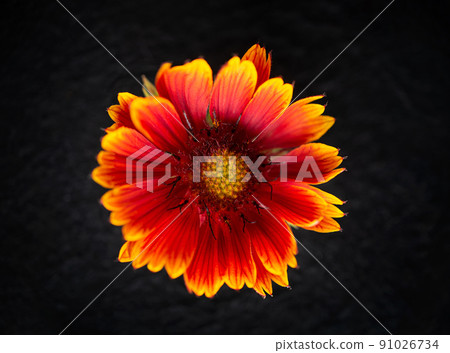 Studio shot of flower on a black background. Selective focus. 91026734