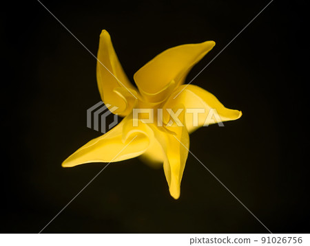 Studio shot of flower on a black background. Macro shoot. 91026756