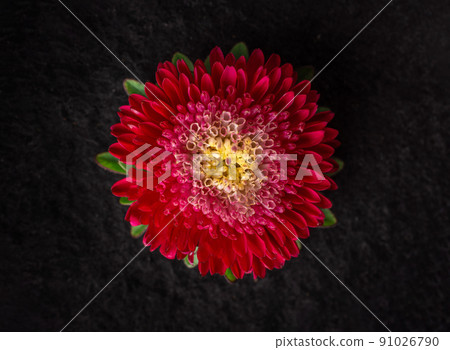 Studio shot of flower on black background. On black background. 91026790