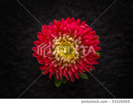 Close-up of flower on black background. Close up. 91026868