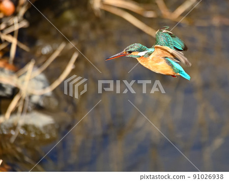 Kingfisher on the riverside. Kingfisher on the riverside. 91026938
