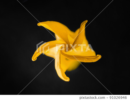 One flower on a black background. Closeup. Nature. 91026946