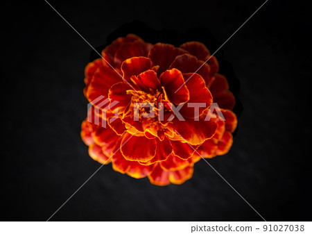 Studio shot of flower on black background. Studio shot. 91027038
