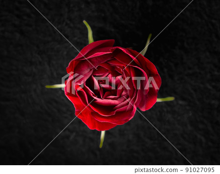Beautiful flower on black background. Flat lay, top view. Beautiful flower on black background. Flat lay, top view. 91027095