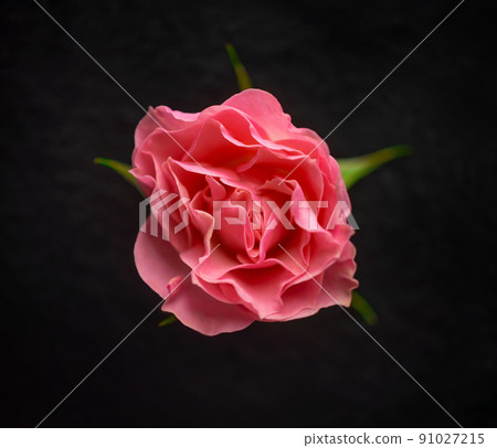 Studio shot of flower on black background. Macro shoot. 91027215
