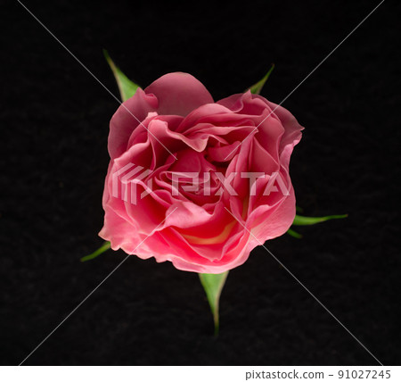 Top view of a flower on black background. Close up. 91027245