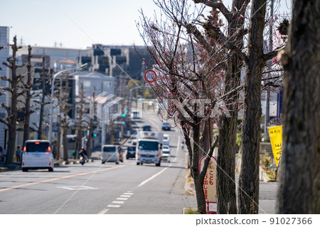 一路上可以感受到梅花的綻放和春天的一點一滴 一路上可以感受到梅花的綻放和春天的一點一滴 91027366
