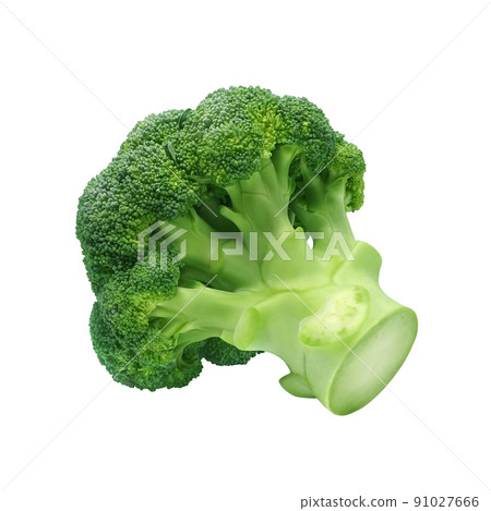 Broccoli Illustration Real Broccoli Illustration Real 91027666