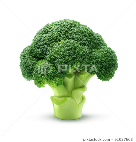 Broccoli Illustration Real 91027668