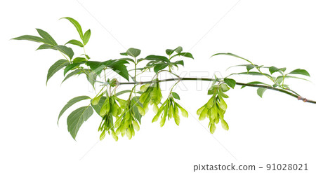 Ashleaf maple branch isolated on white background. Maple acer negundo leaves and seeds. Ashleaf maple branch isolated on white background. Maple acer negundo leaves and seeds. 91028021
