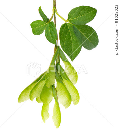 Ashleaf maple branch isolated on white background. Maple acer negundo leaves and seeds. 91028022