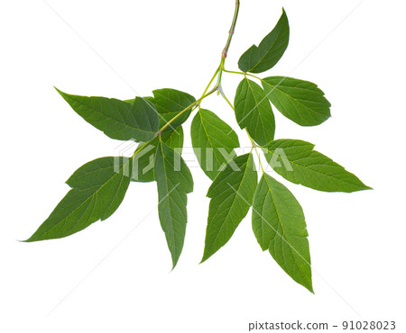 Ashleaf maple branch isolated on white background. Maple acer negundo leaves. Ashleaf maple branch isolated on white background. Maple acer negundo leaves. 91028023
