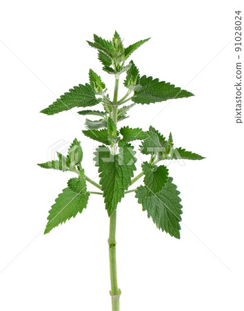 Lemon balm branch isolated on white background. Melissa plant. Fresh green leaf mint. Clipping path. 91028024
