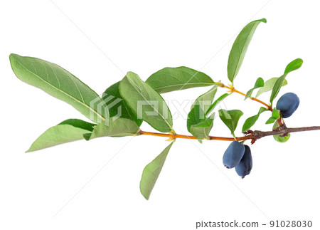 Honeysuckle twig with green leaves isolated on white background. Ripe berries of honeysuckle. Clipping path. Honeysuckle twig with green leaves isolated on white background. Ripe berries of honeysuckle. Clipping path. 91028030